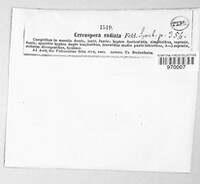 Cercospora radiata image